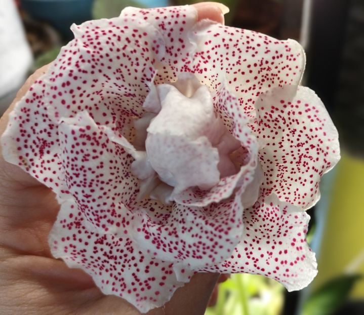 TV Koketka red - Bombonelele gloxi