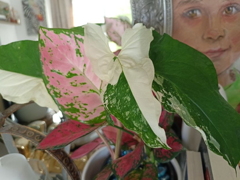  - Plante verzi de apartament