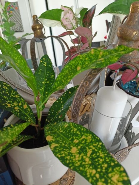 Croton Gold Dust - Plante verzi de apartament