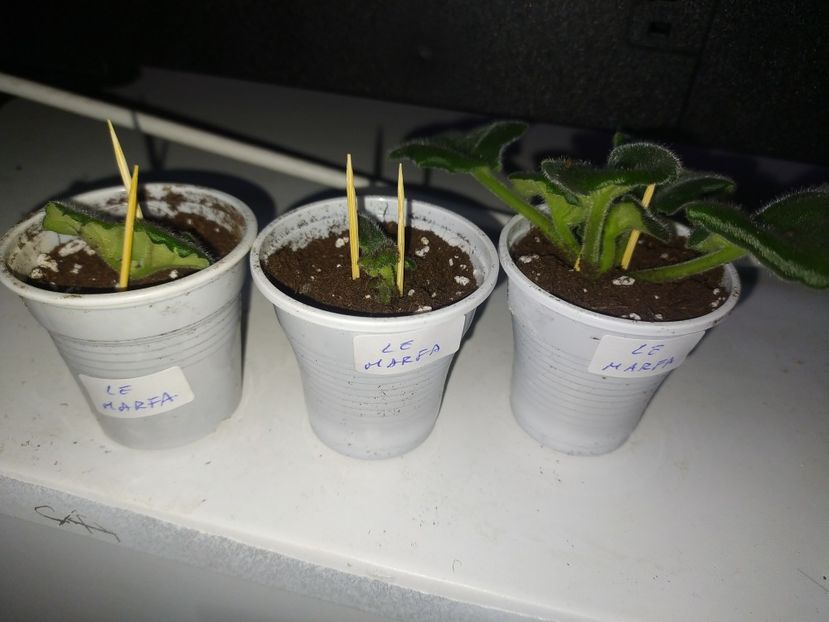 Suckeri.... - AAA Making of