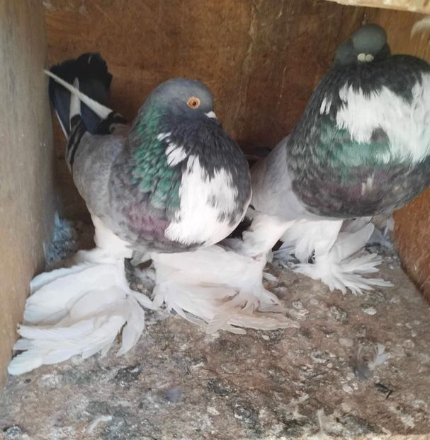 FFC805CC-361A-4657-AAE7-3488B834B675 - Ornament