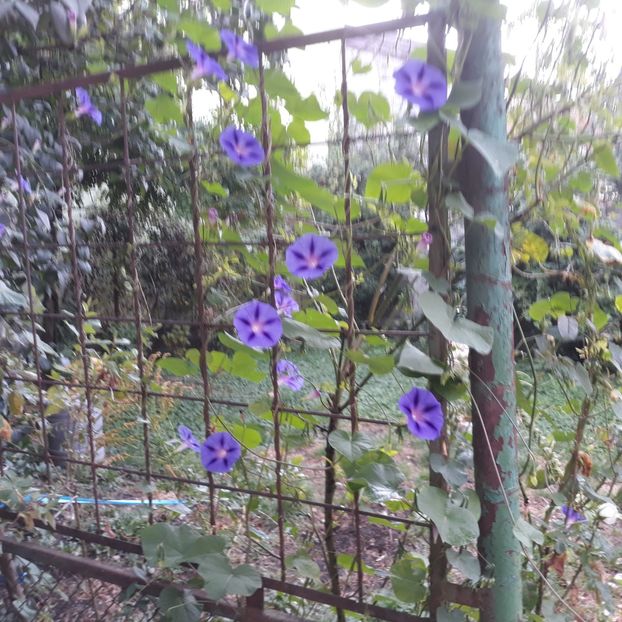 2023 - FLORICELE PE CAMPII