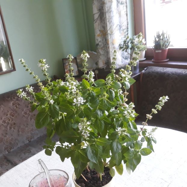 Busuioc - FLORICELE PE CAMPII