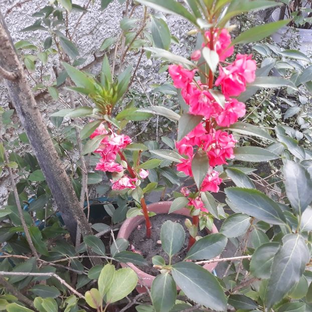  - FLORICELE PE CAMPII