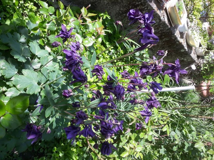  - FLORICELE PE CAMPII