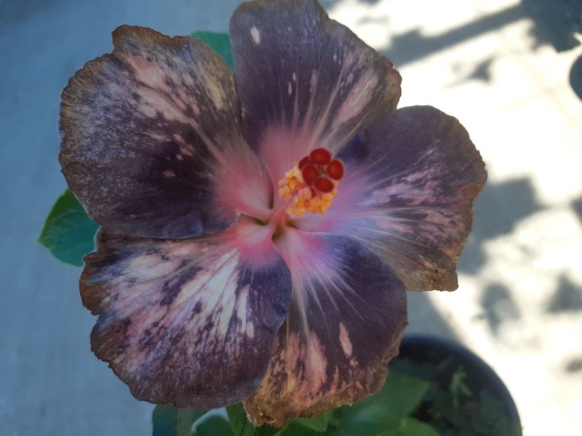  - Dps blue moon pearl