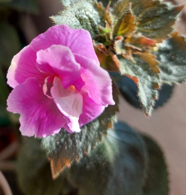  - BRID-S CARLOTTE TERESA