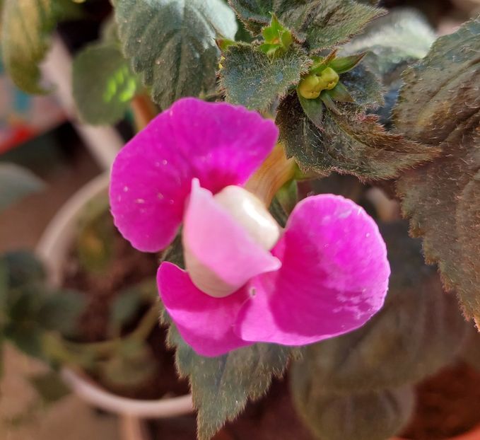  - BRID-S CARLOTTE TERESA