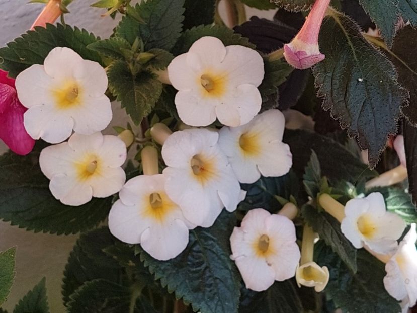  - AAA RIZOMI ACHIMENES DISPONIBILI -2023