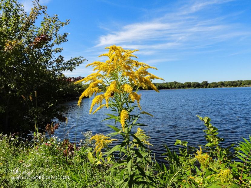 Lake Lemay, Gatineau 6 - E - FLOWERS - Flori
