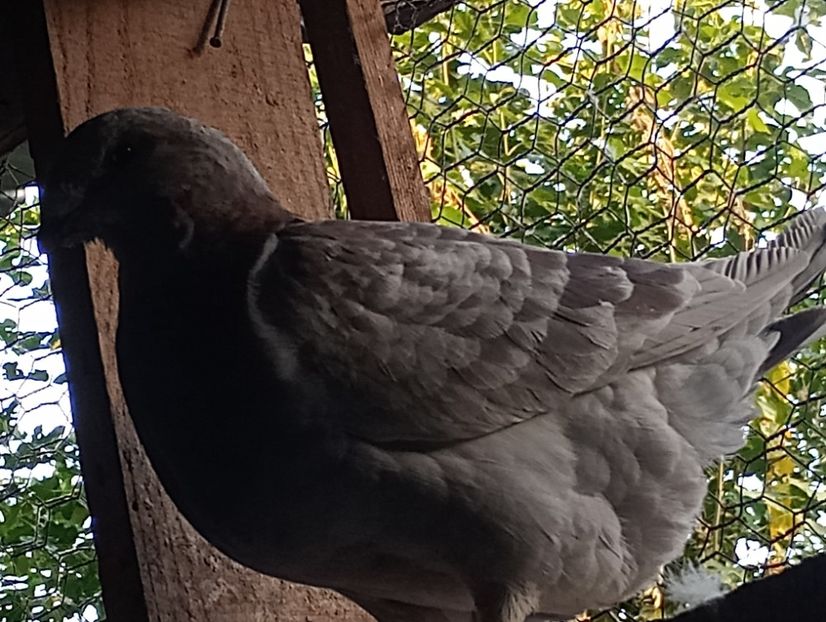  - Porumbei standard