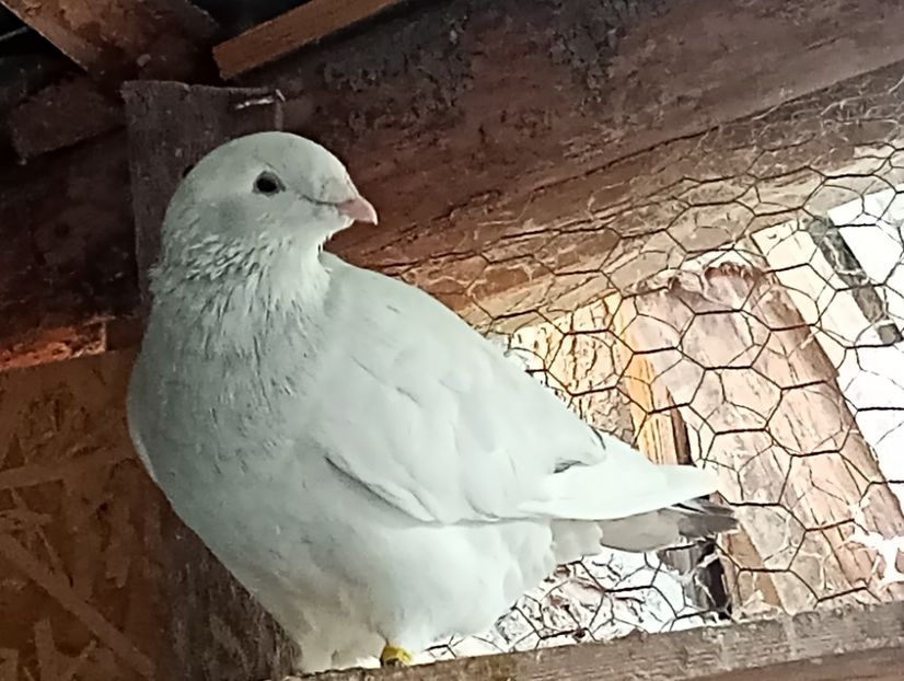  - Porumbei standard
