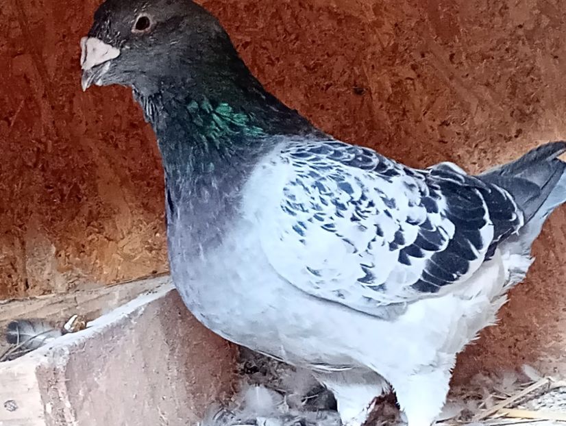  - Porumbei standard