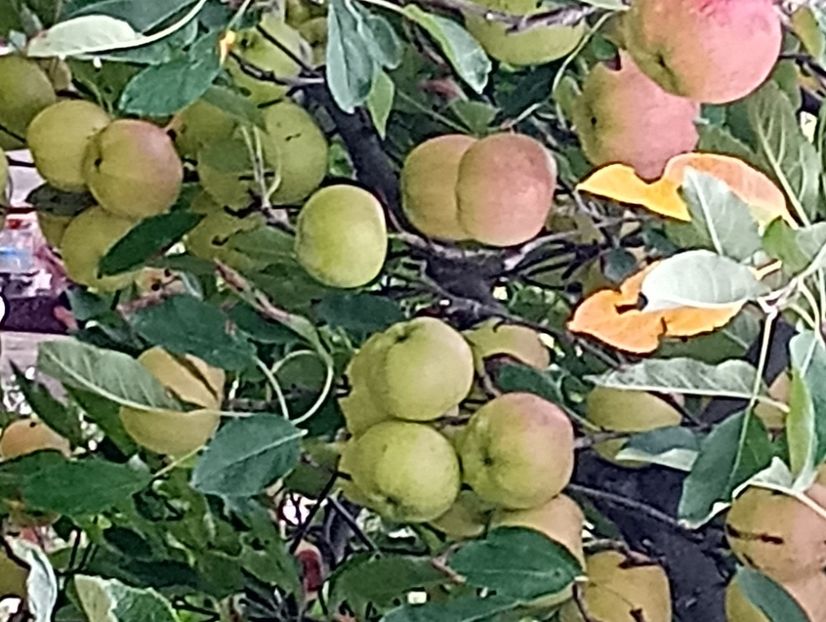 Mere soiul Florina octombrie 2023 - Gradina