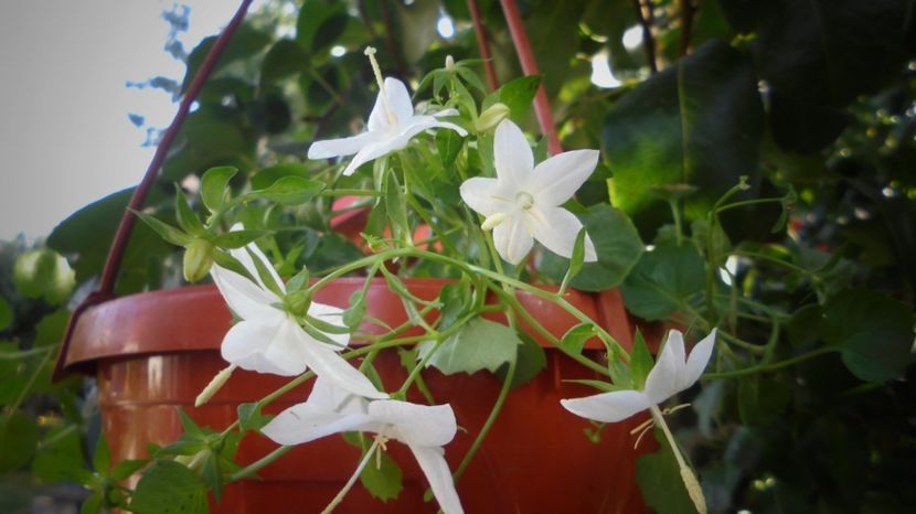 Campanulla isophylla - Splendori in gradina