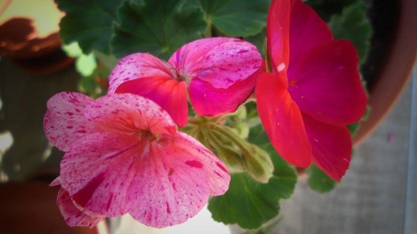  - Splendori in gradina