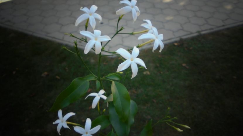  - Splendori in gradina