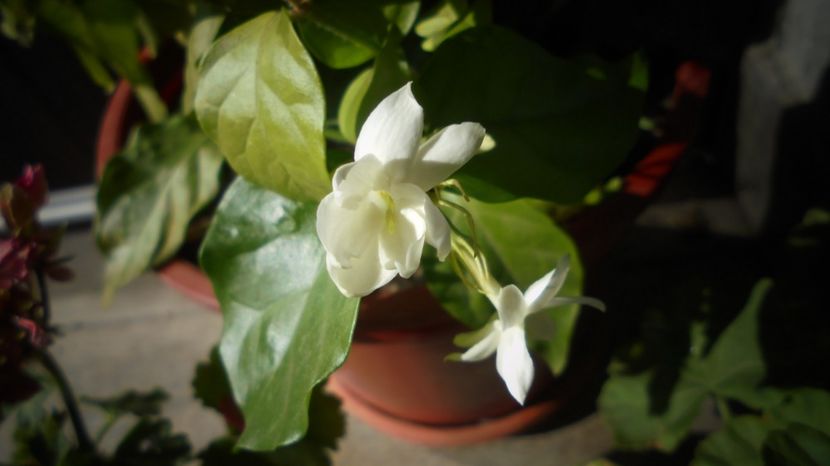  - Splendori in gradina