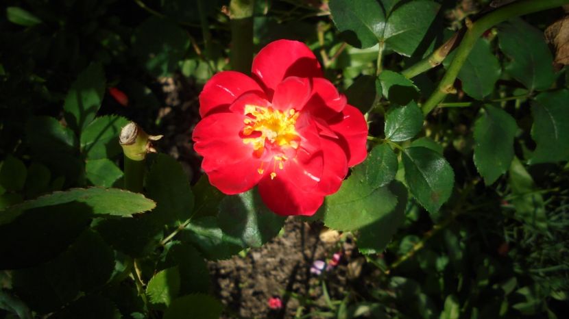  - Splendori in gradina