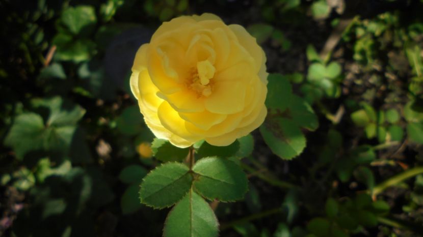  - Splendori in gradina