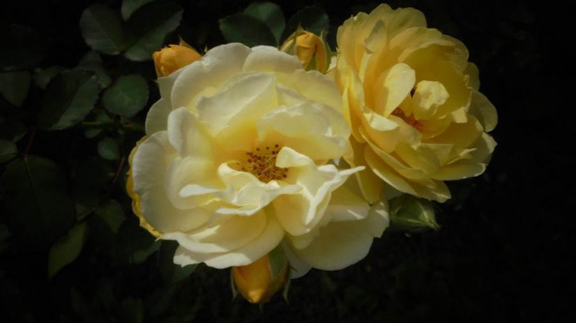  - Splendori in gradina