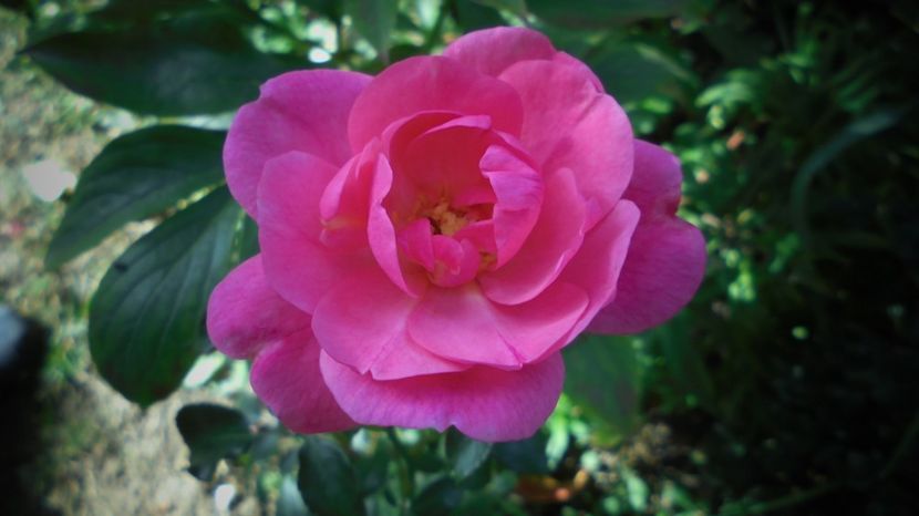  - Splendori in gradina