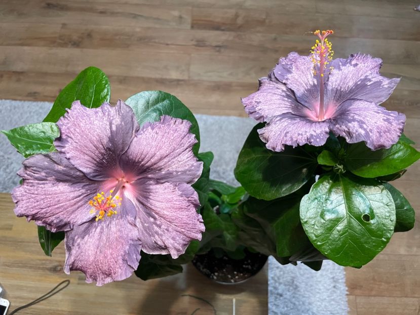  - DPs Purple Drops
