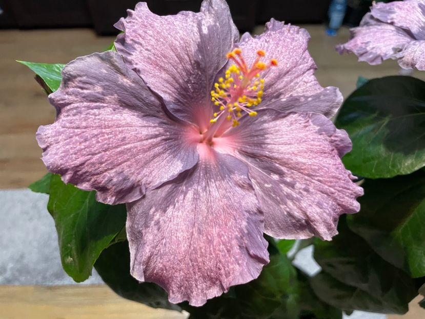  - DPs Purple Drops