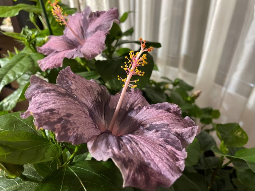  - DPs Purple Drops