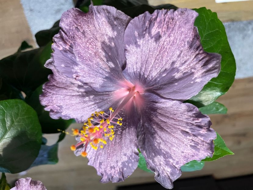  - 001 - Hibiscusi 2023