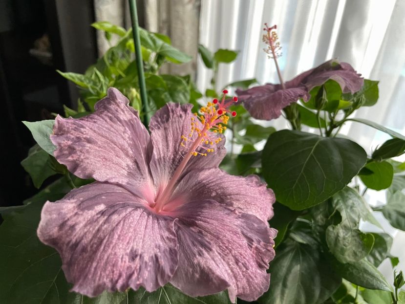  - 001 - Hibiscusi 2023