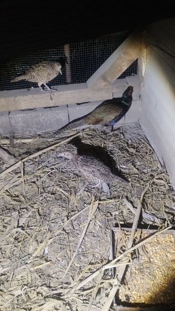 Snapchat-890497041 - Fazani 2023