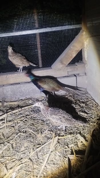 Snapchat-2106925527 - Fazani 2023