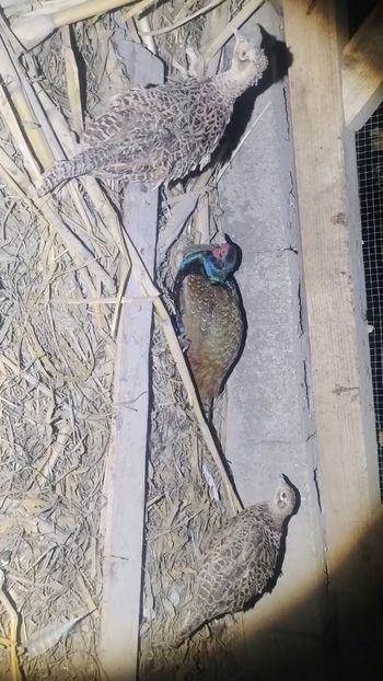 Snapchat-1345090024 - Fazani 2023