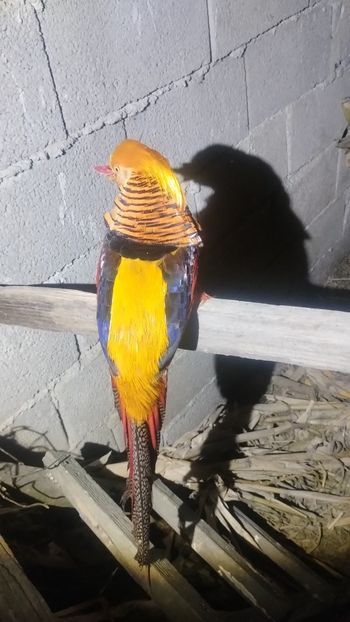 Snapchat-1593227530 - Fazani 2023