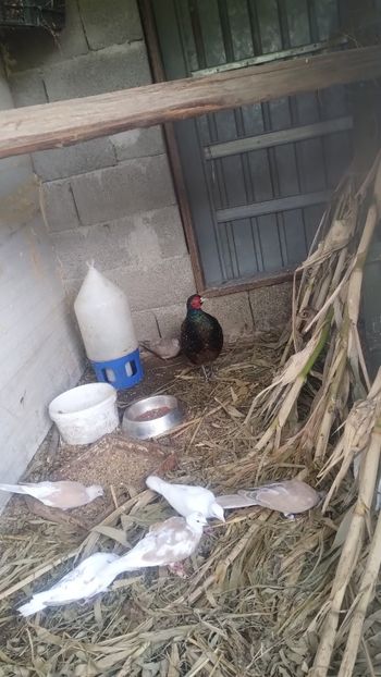 Snapchat-499843017 - Fazani 2023