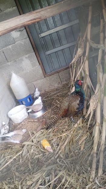 Snapchat-1798126975 - Fazani 2023