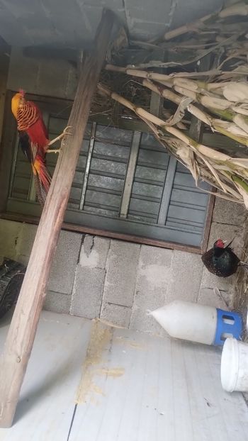 Snapchat-1198750970 - Fazani 2023