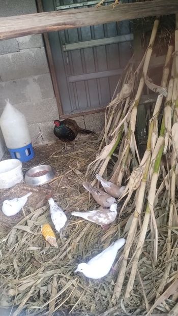 Snapchat-2138484266 - Fazani 2023