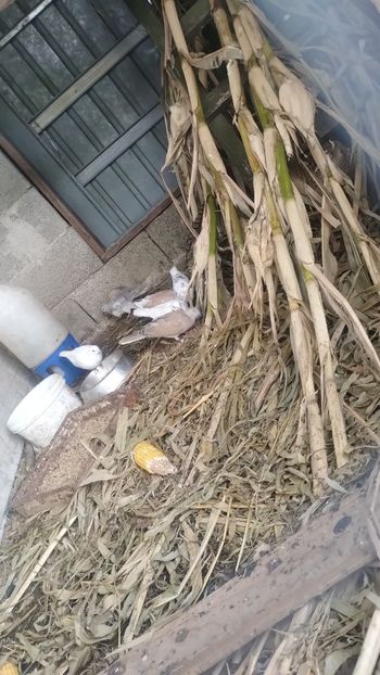 Snapchat-1491852025 - Fazani 2023