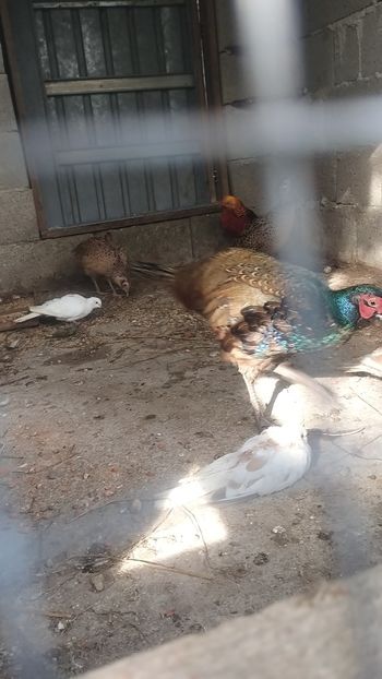 Snapchat-1184976764 - Fazani 2023