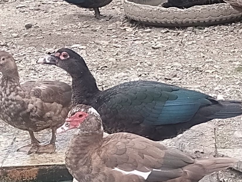  - Rațe leșești 2023