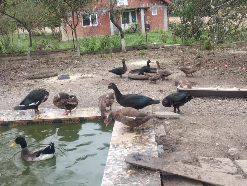  - Rațe leșești 2023