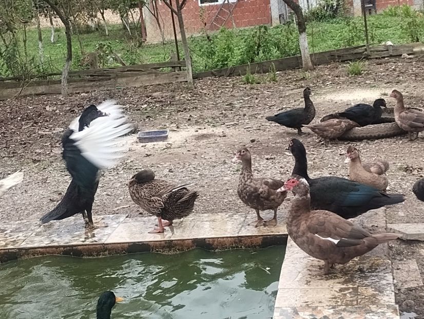  - Rațe leșești 2023