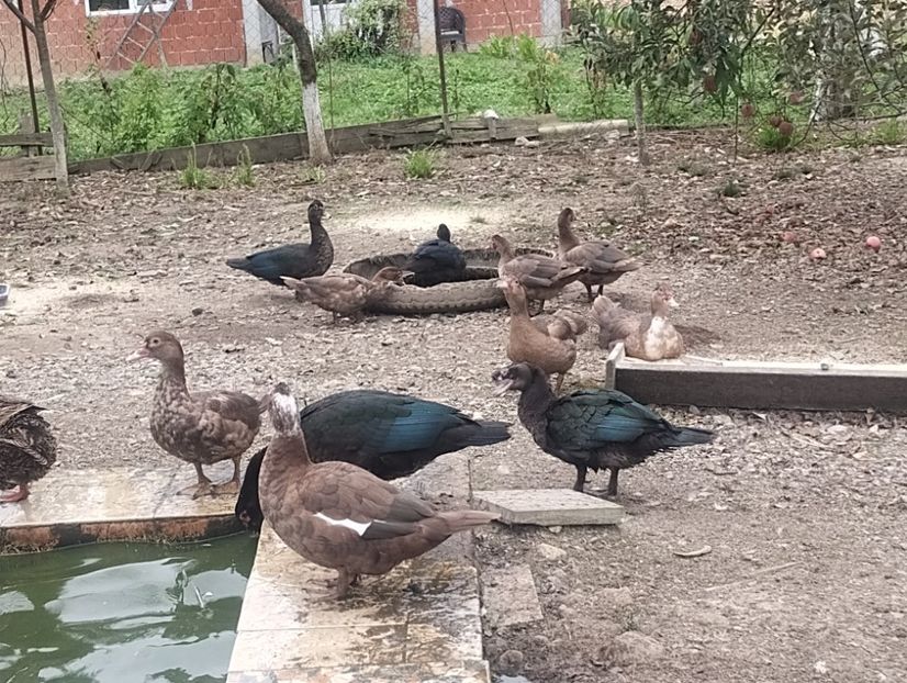  - Rațe leșești 2023