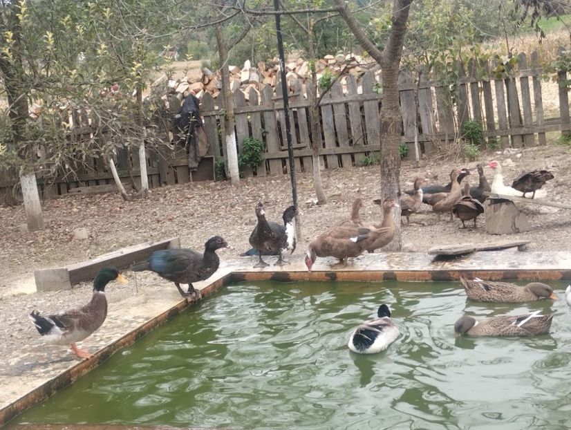  - Rațe leșești 2023