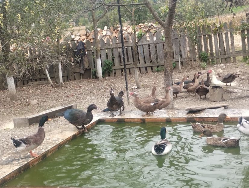  - Rațe leșești 2023