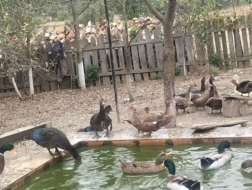  - Rațe leșești 2023