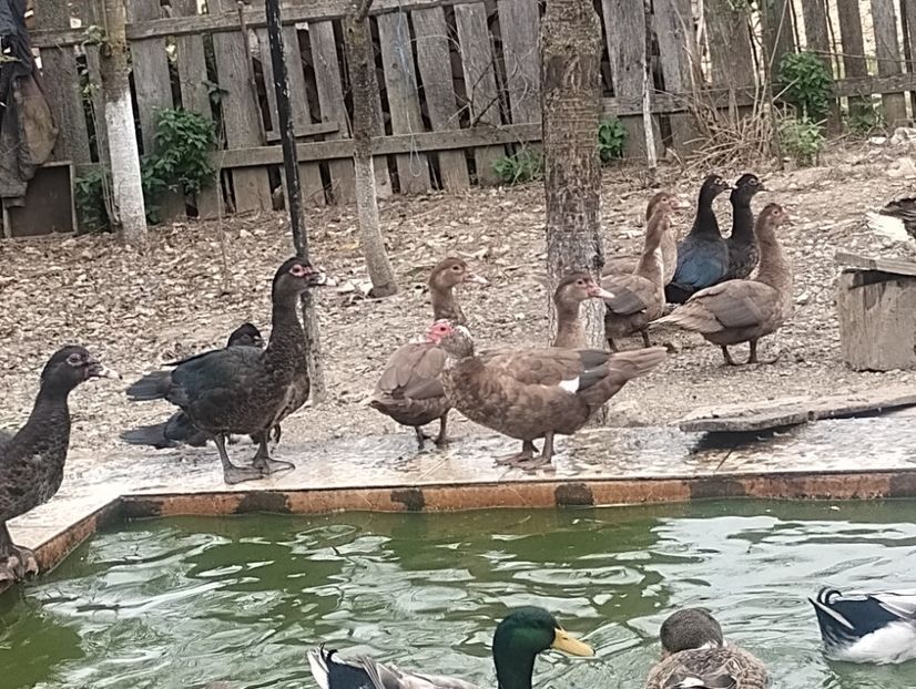  - Rațe leșești 2023