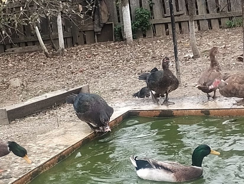  - Rațe leșești 2023